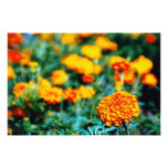 Garden of zinnias art photo