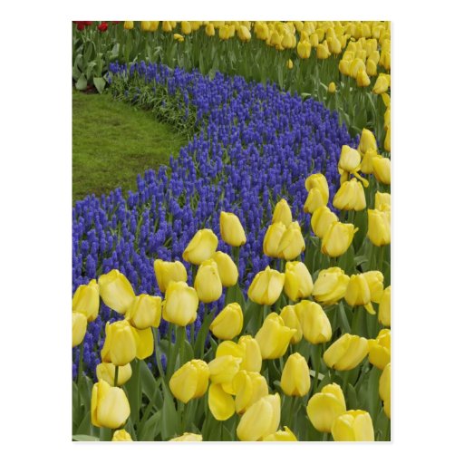 Garden pattern of Grape Hyacinth flowers and Post Cards