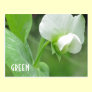 Garden Pea Blossom custom template postcard