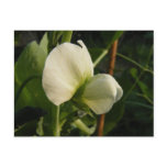 Garden pea flower ~ postcard