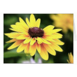 Garden Perfection - Black Eyed Susan Cards