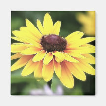Garden Perfection - Black Eyed Susan Magnet