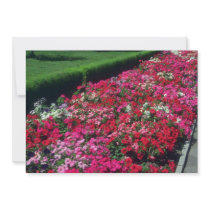 Garden Petunia (Petunia Cv) flowers Personalized Announcements