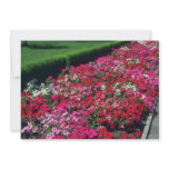 Garden Petunia (Petunia Cv) flowers invitations