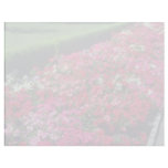 Garden Petunia (Petunia Cv) flowers letterhead