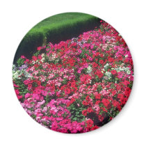 Garden Petunia (Petunia Cv) flowers Magnet