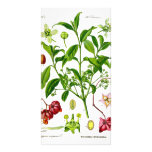 Garden Personalized Photo Card