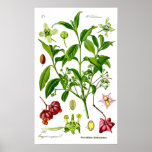 Garden Print