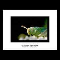 Garden Resident posters