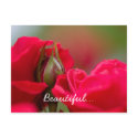 Garden Roses Postcard postcard