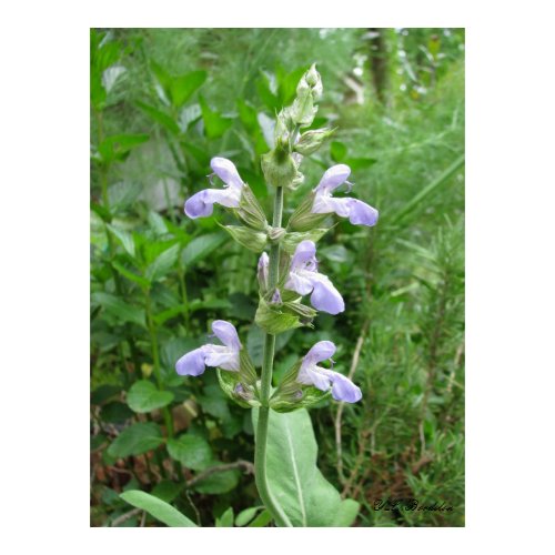 Garden Sage print