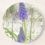 Garden Scene - Grape Hyacinths Drink Coaster