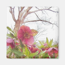 Garden Scene - Hellebores And Old Oak Magnets