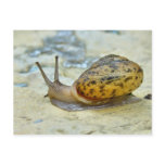 Garden Snail
