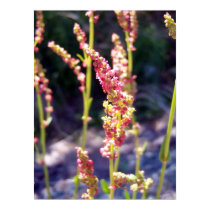 Garden Sorrel 1 Poster posters by CreatureCreations Garden Sorrel 1 Poster posters
