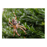 Garden Spider ~ ATC business cards