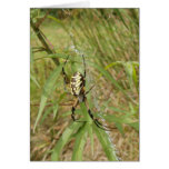Garden Spider Cards