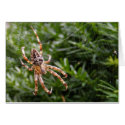 Garden Spider ~ card