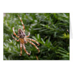Garden Spider ~ card
