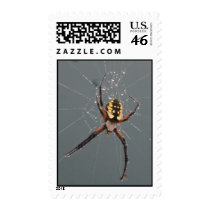 Garden Spider Macro Postage postage