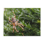Garden Spider ~ postcard