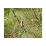 Garden Spider Post Card