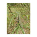 Garden Spider Post Cards