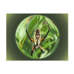 Garden Spider ~ postcard
