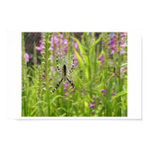 garden spider posters