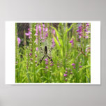 garden spider poster
