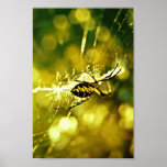 Garden Spider Print