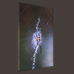 Garden Spider Stretched Canvas Print canvas prints