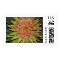Garden Star Burst postage by Jack_of_Arts Garden Star Burst postage