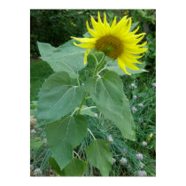 Garden Sunflower posters