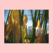 "Garden Sunset" Greeting Card postcards