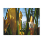 "Garden Sunset" Greeting Card Postcards