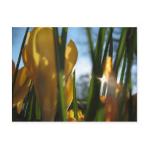 "Garden Sunset" Greeting Card postcards by ChelseaKerwath "Garden Sunset" Greeting Card postcards