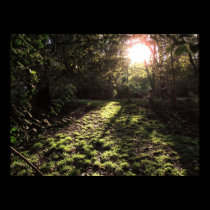 Garden Sunshine Print posters