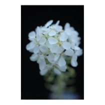 Garden Weed posters by MiCasaTours Garden Weed posters