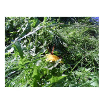 Garden Weeds Choking Garden Poster Print by waynetully Garden Weeds Choking Garden Poster Print