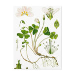Gardener Postcards