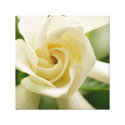 Gardenia canvas print