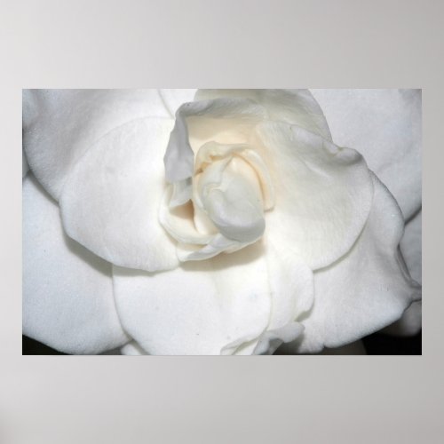 Gardenia Canvas Print Version B print