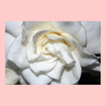 Gardenia Canvas Print Version C posters