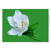 Gardenia cards by roimim Gardenia cards