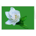 Gardenia cards