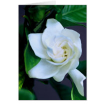 Gardenia cards by roimim Gardenia cards