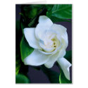 Gardenia cards