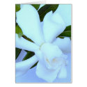 Gardenia Flower 2 cards by Artinua Gardenia Flower 2 cards