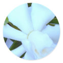 Gardenia Flower 2 stickers by Artinua Gardenia Flower 2 stickers